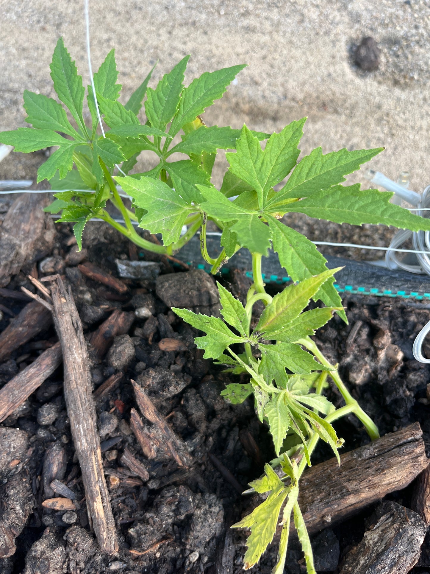 Peruvian Caigua Plant