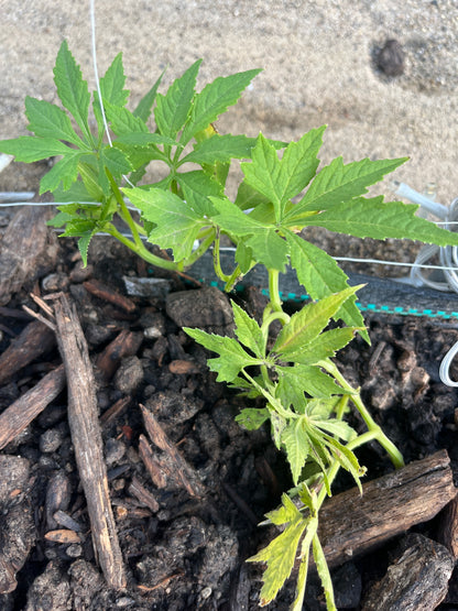 Peruvian Caigua Plant