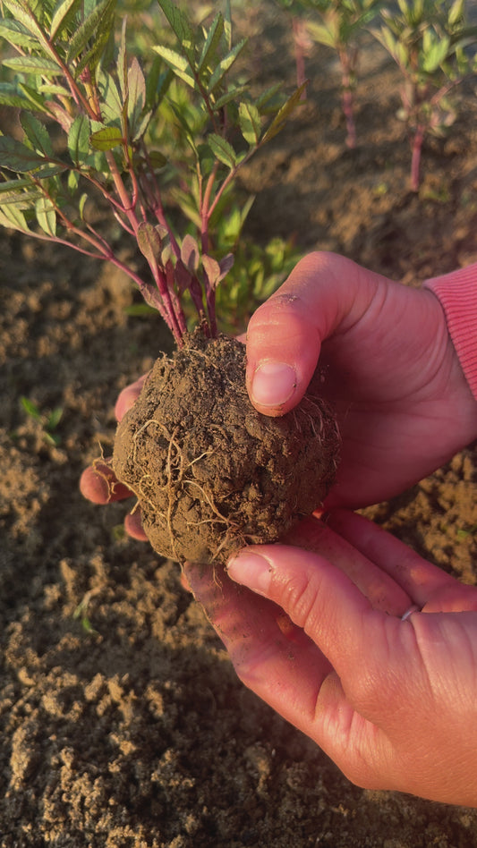 Live Peruvian Huacatay Plant Plug