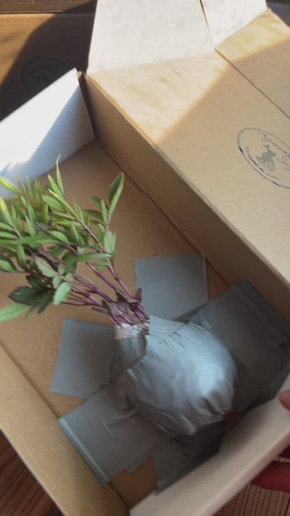 Live Peruvian Huacatay Plant Plug